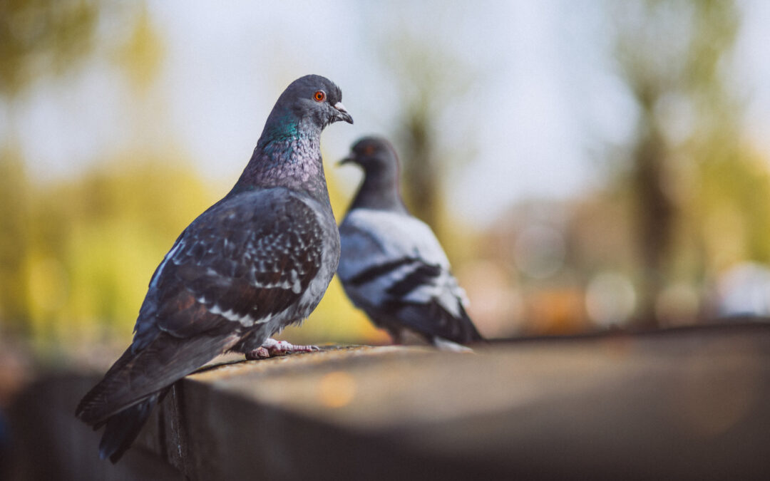 Dile Adiós a las palomas con Natural Control