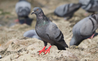 ¿En qué consiste un control de aves?