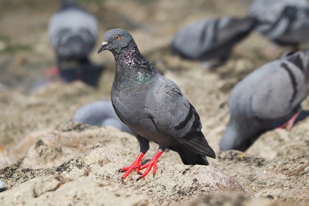 ¿En qué consiste un control de aves?