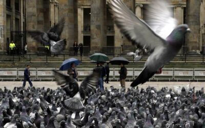 Palomas urbanas: 9 enfermedades que podrían llegar a transmitir