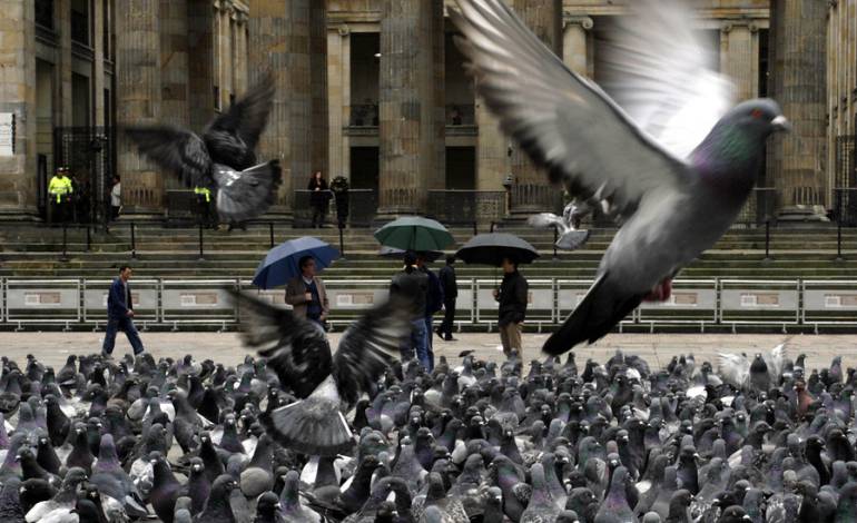 Palomas urbanas: 9 enfermedades que podrían llegar a transmitir