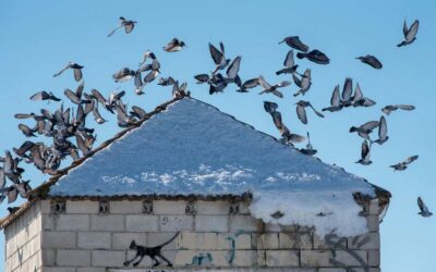 Descubre las 13 maneras más efectivas de ahuyentar a las palomas