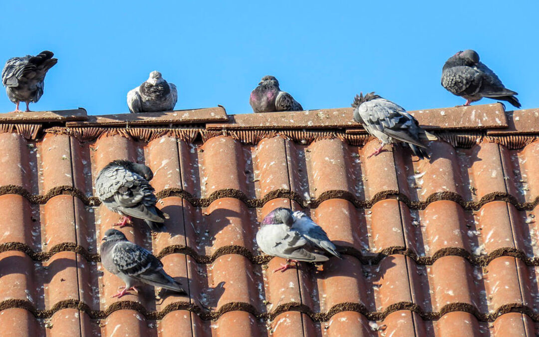 ¿Cuáles son los daños que provocan las palomas en los edificios?