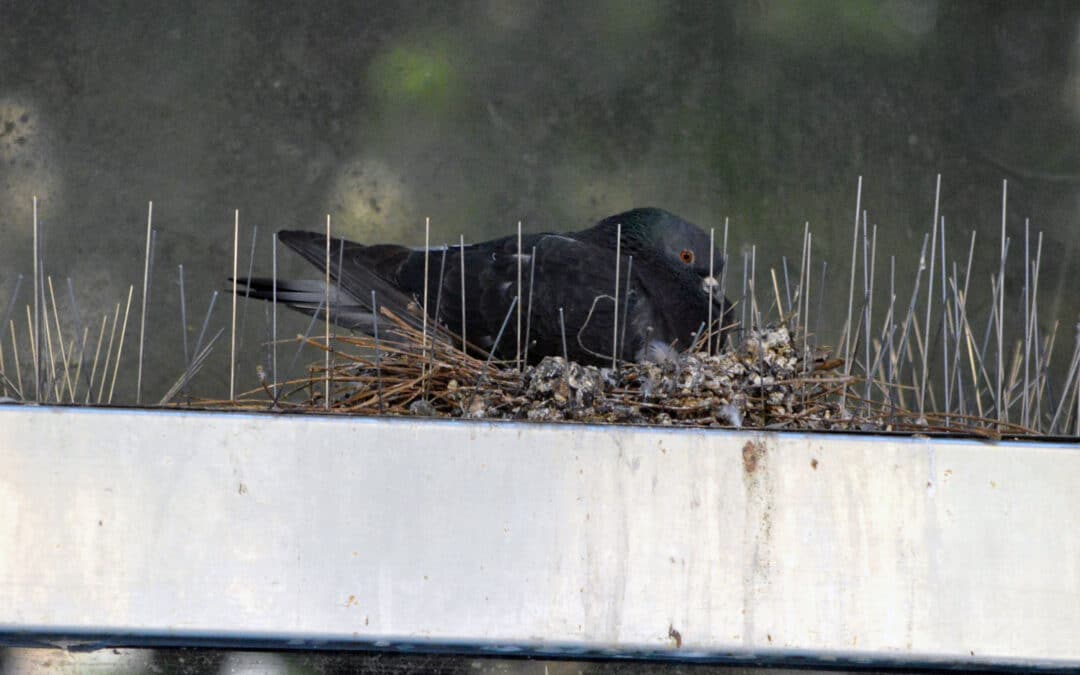 ¿Por qué necesitas un sistema de púas anti palomas?