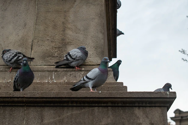 ¿Por qué las palomas se consideran una plaga?