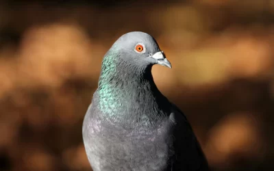 ¿Cómo prevenir una plaga de palomas?