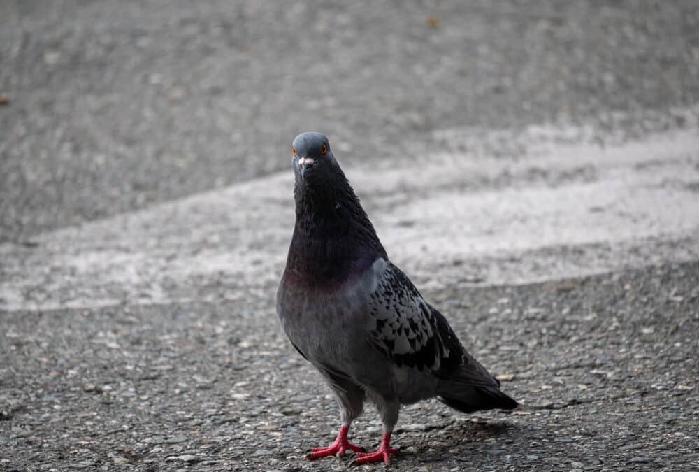 Palomas: ¿Enemigas del hombre o equilibradoras del ambiente?