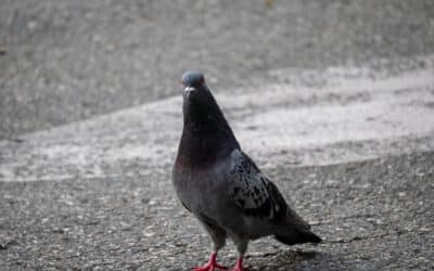 Palomas: ¿Enemigas del hombre o equilibradoras del ambiente?