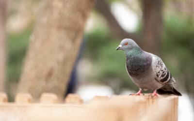Conoce los mejores consejos para un control efectivo de palomas y la importancia del mantenimiento regular