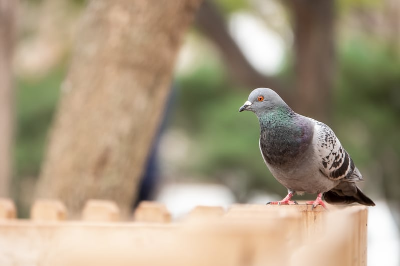 Conoce los mejores consejos para un control efectivo de palomas y la importancia del mantenimiento regular