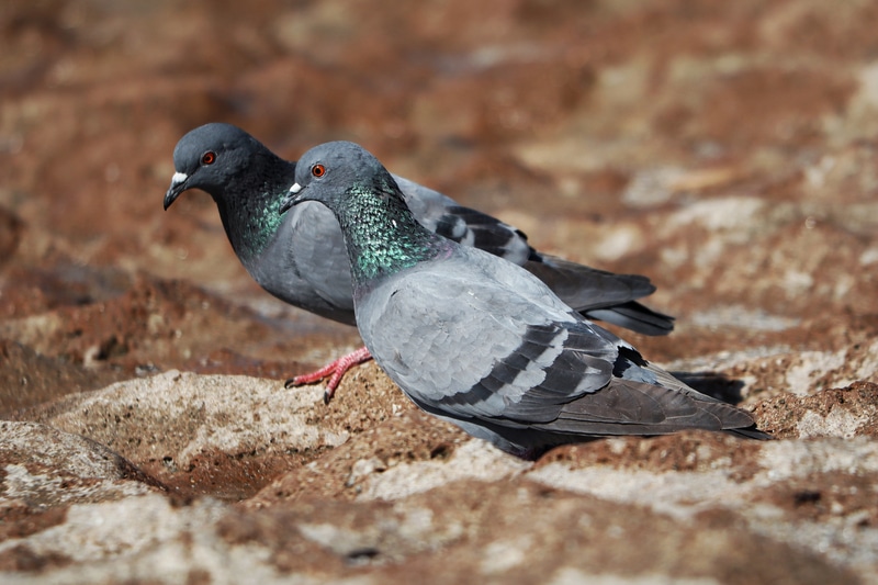 A prueba de palomas