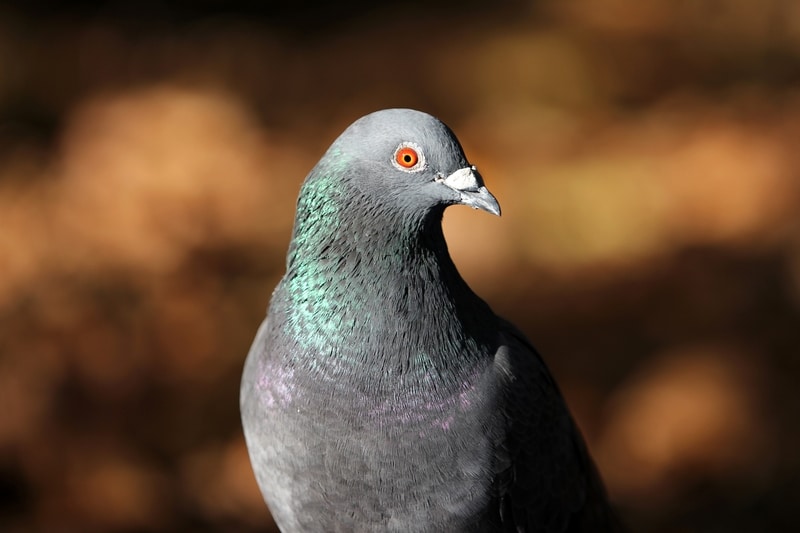 Por qué el control de las palomas es esencial para la salud y la seguridad pública.