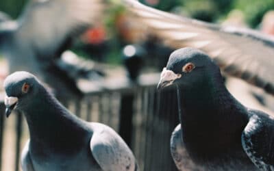 ¿Por qué las palomas son una plaga?