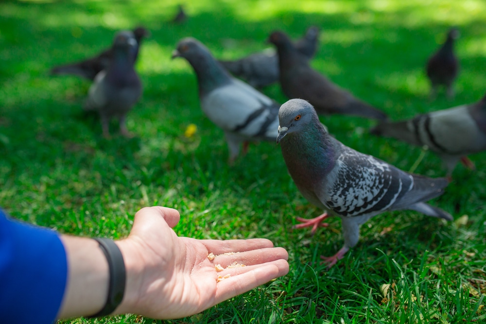 ¿Qué tipo de palomas existen?