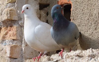 ¿Qué diferencia hay entre una paloma blanca y gris?