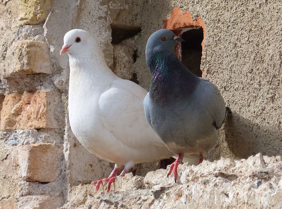 ¿Qué diferencia hay entre una paloma blanca y gris?