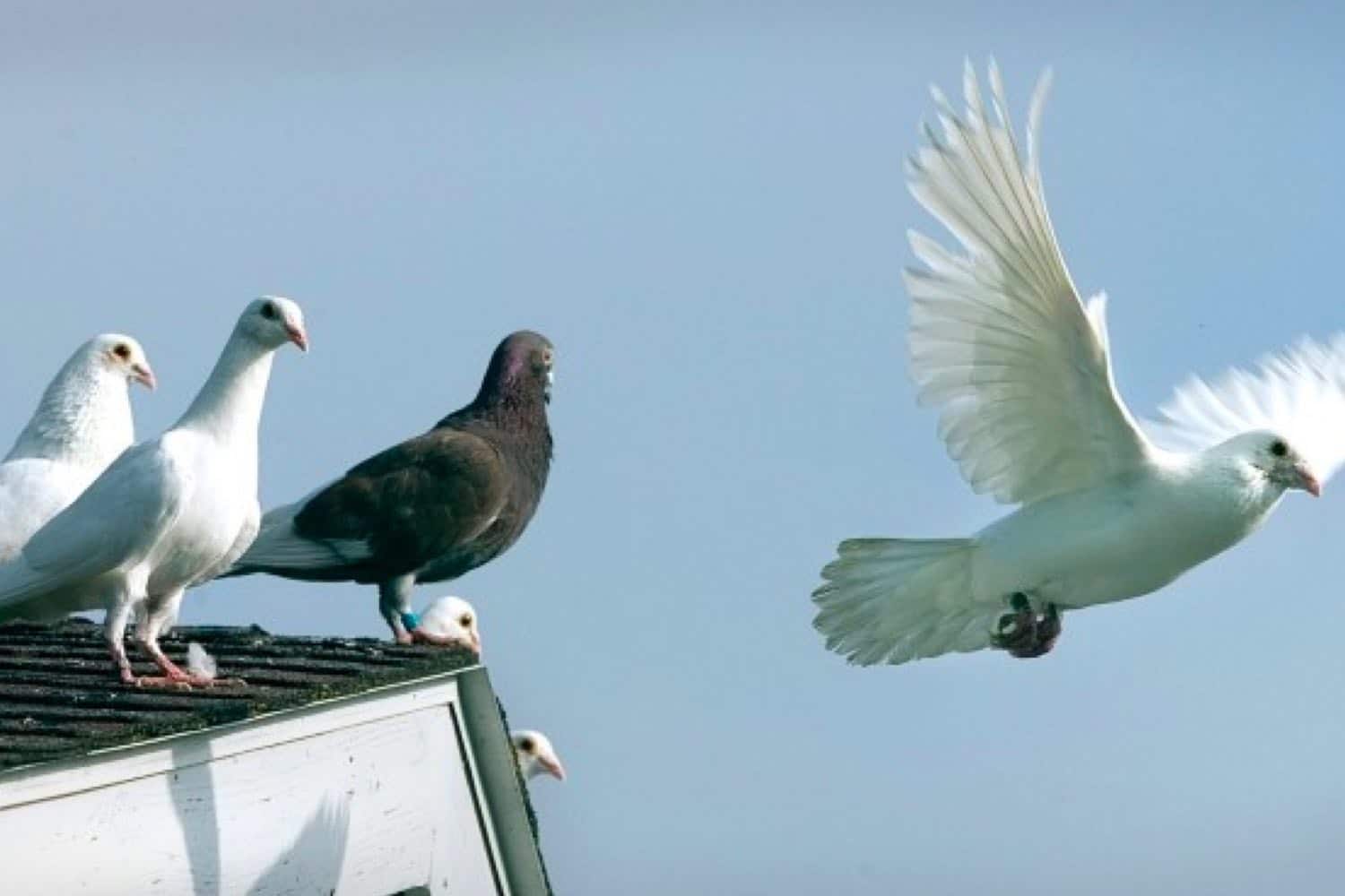 pigeon-out-repulsion-electromagnetica-anti-aves pigeon out, sistema antipalomas